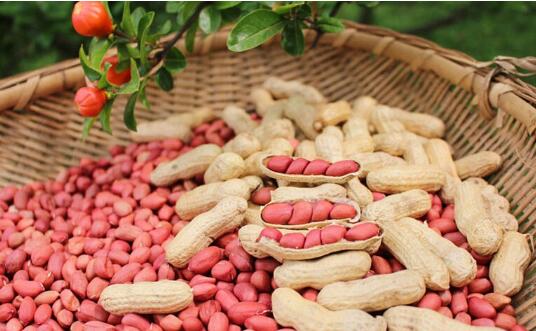 花生期貨上市時間，花生期貨知識