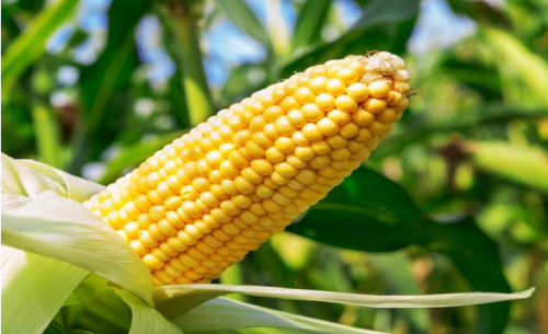 玉米期貨行情漲跌的原因？行情分析